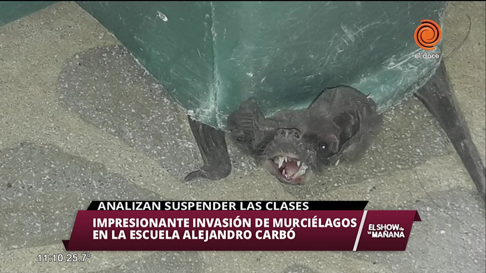 Impresionante invasión de murciélagos en el Carbó