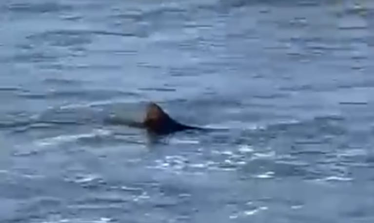 Impresionante video: la aparición de un tiburón en una playa de Mar del Plata sorprendió a los turistas