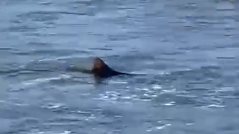 Impresionante video: la aparición de un tiburón en una playa de Mar del Plata sorprendió a los turistas