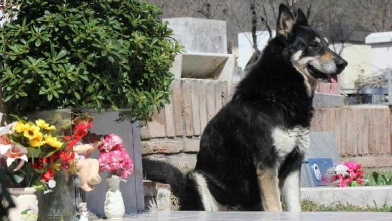 Inauguraron el monumento de Capitán, el perro que vivía junto a la tumba de su amo en Carlos Paz