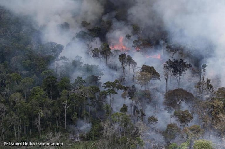 Incendios en el Amazonas: especialistas analizan la principal causa y piden medidas