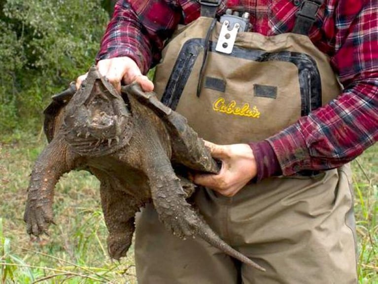 Increíble hallazgo: una tortuga cocodrilo en estado salvaje