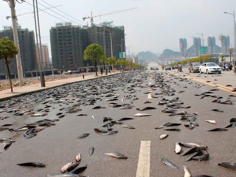 Increíble lluvia de peces en Irán: las imágenes y por qué se produce el fenómeno