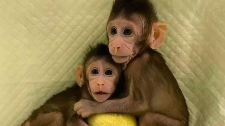 Increíble: nacieron dos monos clonados como la oveja Dolly
