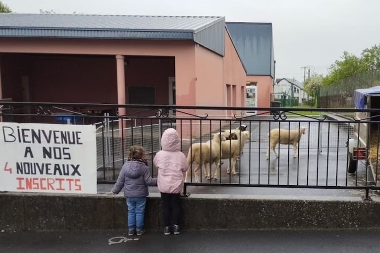 Incriben a los animales para evitar el cierre de un grado. Foto subida a Internet por RTL.