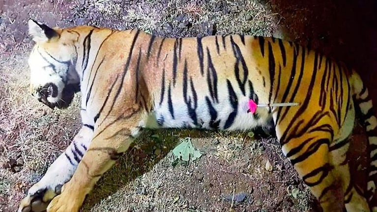 India: mataron a una tigresa “súper inteligente” que había asesinado a 14 personas