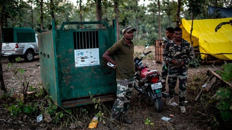 India: mataron a una tigresa “súper inteligente” que había asesinado a 14 personas