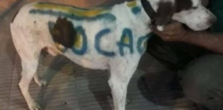 Indignación: un carnicero pintó a su perro con los colores de Boca