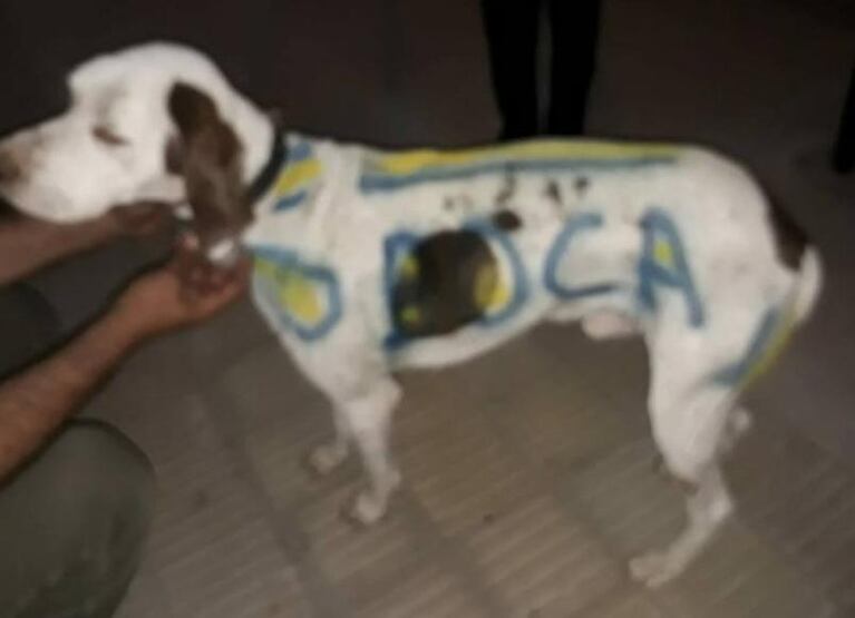 Indignación: un carnicero pintó a su perro con los colores de Boca