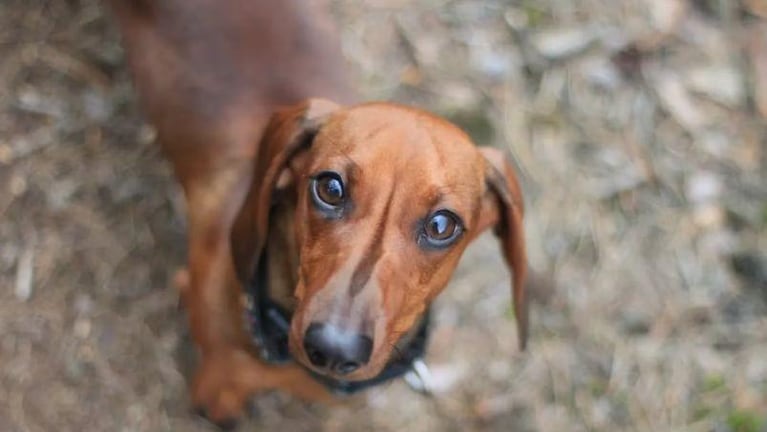 Indito: perro salchicha tendr custodia compartida y un rgimen de visitas