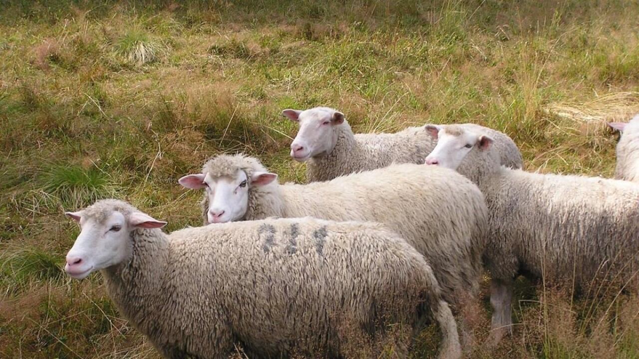 Inscriben a cuatro ovejas en un colegio para evitar el cierre de un grado. Foto subida a Internet por Huffpost.