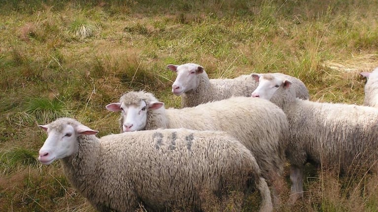 Inscriben a cuatro ovejas en un colegio para evitar el cierre de un grado. Foto subida a Internet por Huffpost.