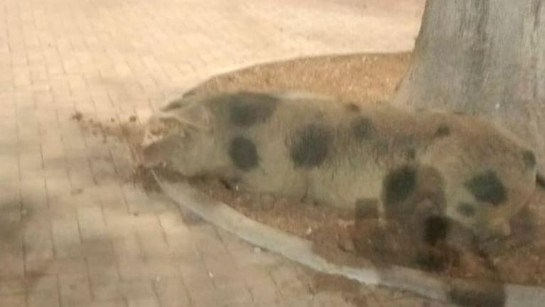 Insólito: apareció una chancha caminando por la plaza de Alta Córdoba y la filmaron