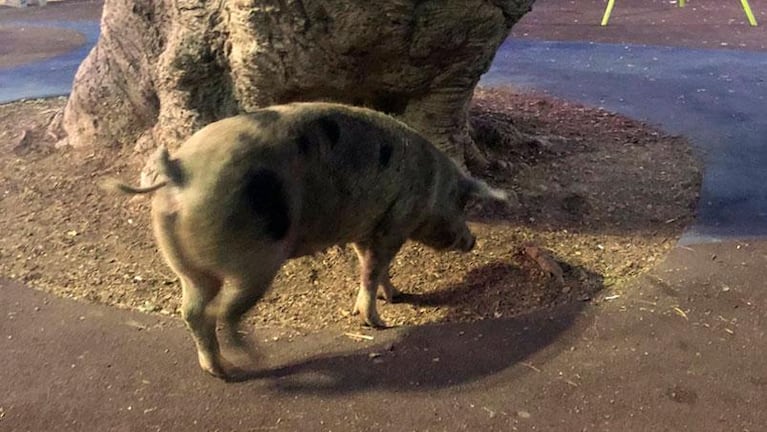 Insólito: apareció una chancha caminando por la plaza de Alta Córdoba y la filmaron