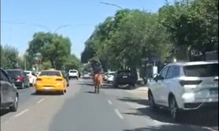 Insólito: un caballo irrumpió al galope por la Rafael Núñez y cruzó un semáforo en rojo