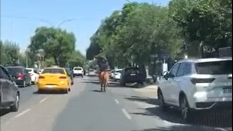 Insólito: un caballo irrumpió al galope por la Rafael Núñez y cruzó un semáforo en rojo