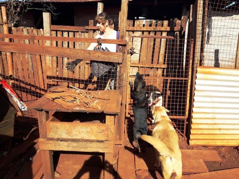 Insólito: un juez de Misiones ordenó detener a un perro 