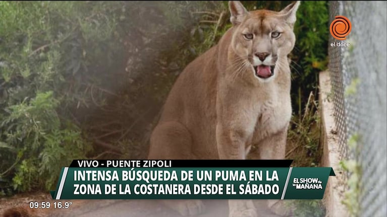 Intensa búsqueda de un puma en la Costanera