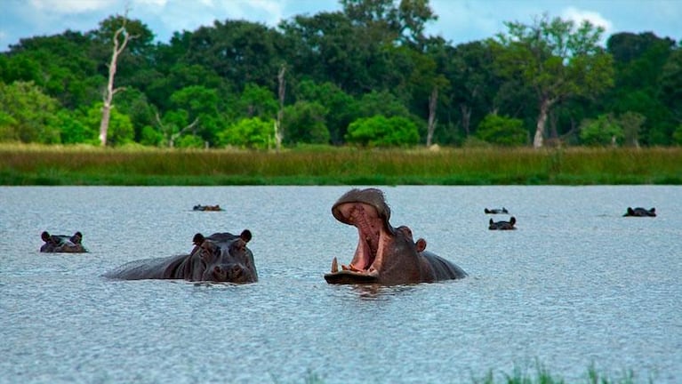 Intentan controlar una plaga de hipopótamos relacionada con Pablo Escobar