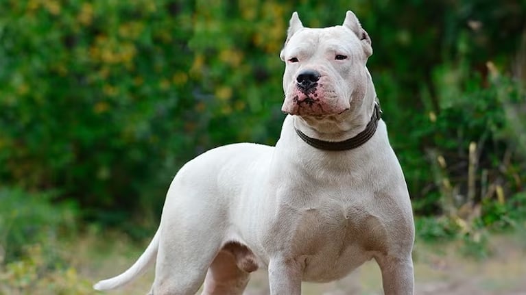 Intentan determinar si el fallecimiento fue por el ataque de los animales.