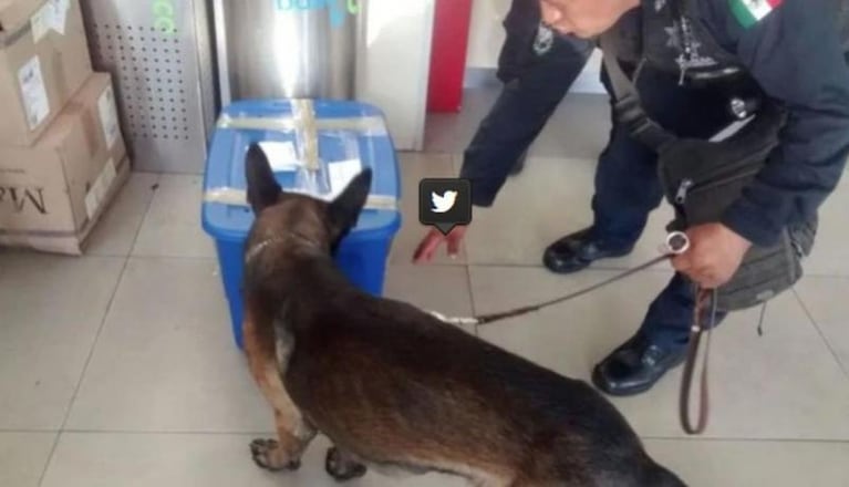 Intentaron enviar un cachorro de tigre por correo