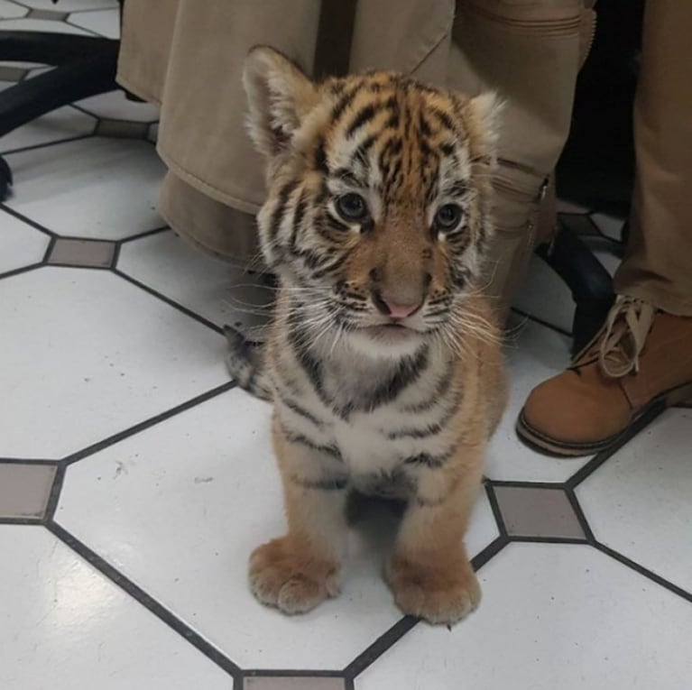 Intentaron enviar un cachorro de tigre por correo