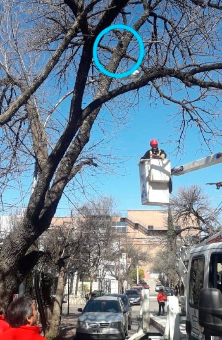 Intentó bajar a su gata de un árbol y ambas debieron ser rescatadas