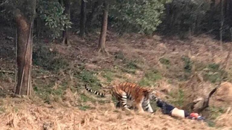 Intentó colarse en el zoológico y lo devoraron los tigres