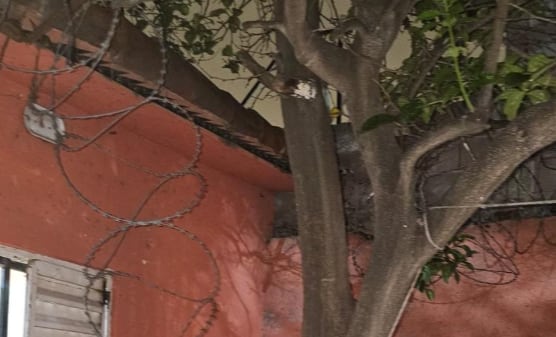 Intentó robar en una casa, cayó desde la medianera y quedó enganchado en un alambre de púa: lo atraparon