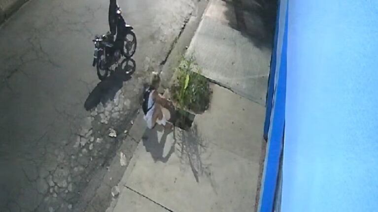 Intentó robarse una palmera plantada en una vereda de Córdoba. (Foto: captura video)
