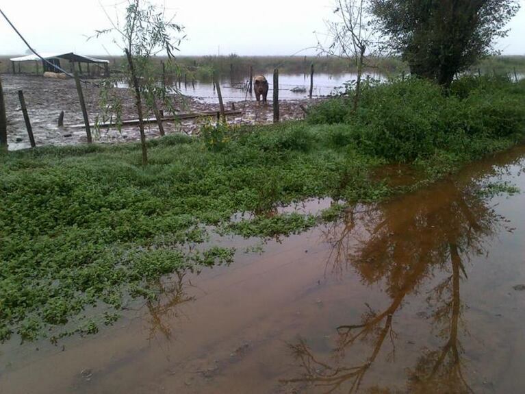 Inundaciones: animales muertos, peces en la ruta y leche tirada