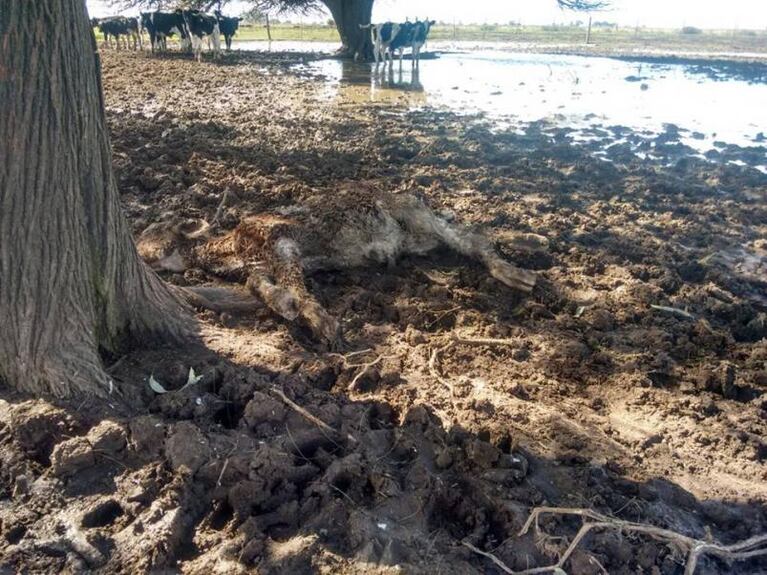 Inundaciones: animales muertos, peces en la ruta y leche tirada