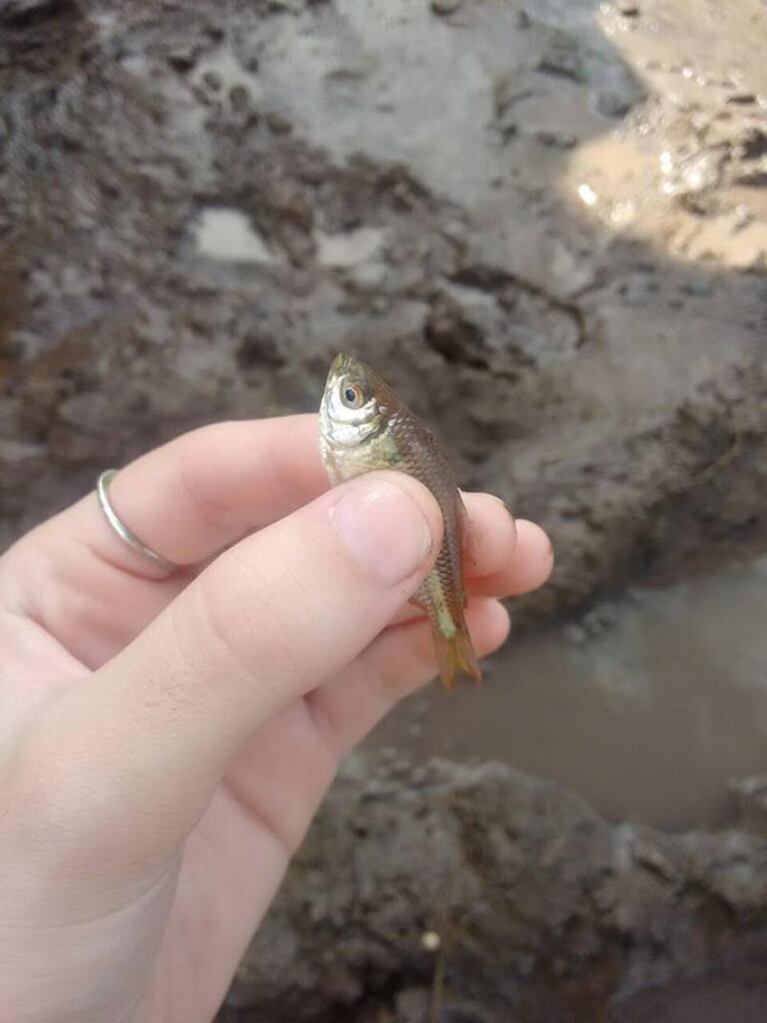 Inundaciones: animales muertos, peces en la ruta y leche tirada