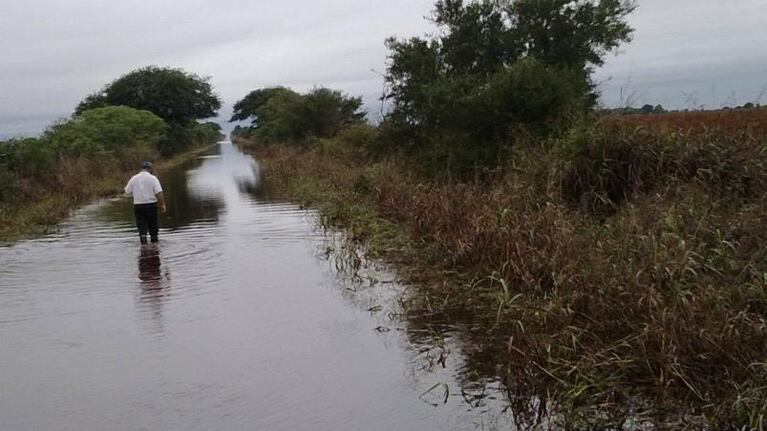 Inundaciones: animales muertos, peces en la ruta y leche tirada