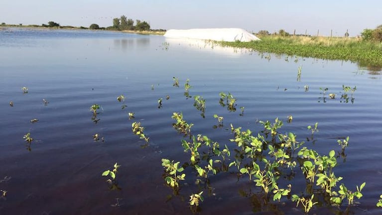 Inundaciones: los campos de Córdoba siguen bajo el agua