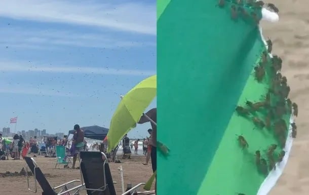 Invasión de abejas en una playa