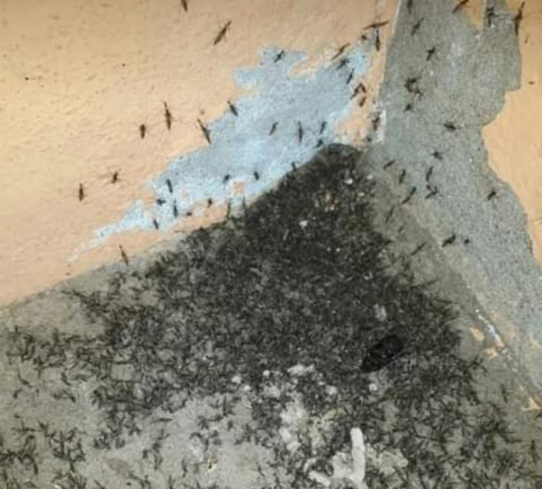 Invasión de mosquitos en la Rinconada afecta a la población y a los animales