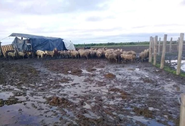 Invasión de mosquitos en la Rinconada afecta a la población y a los animales