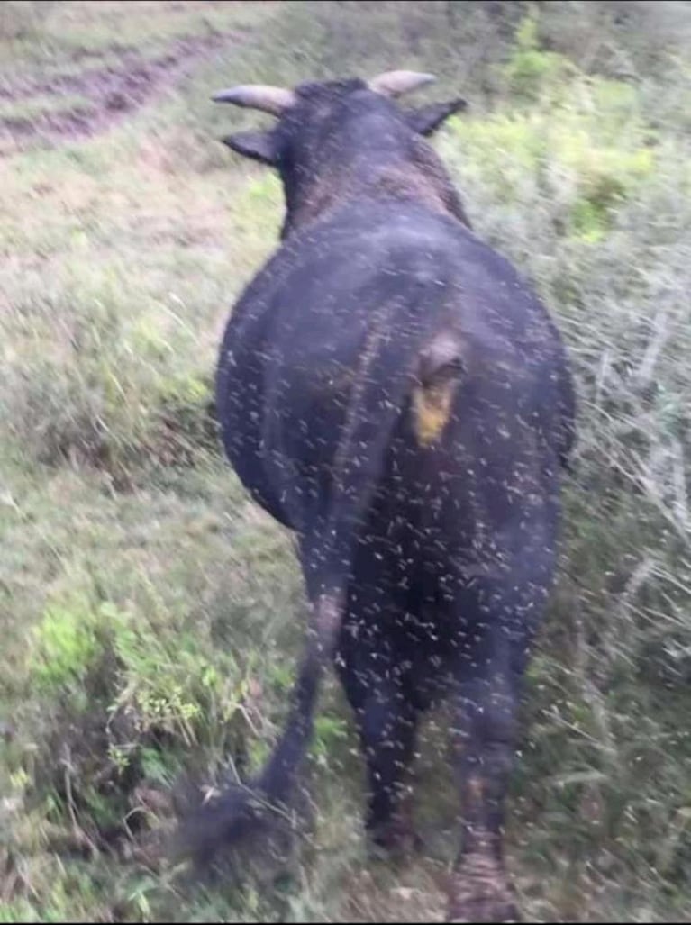 Invasión de mosquitos en la Rinconada afecta a la población y a los animales