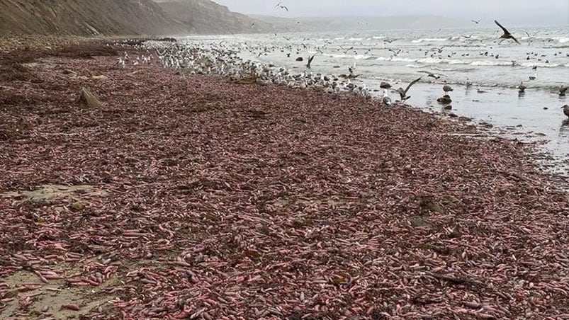 Invasión de "peces pene" en el sur del país. 