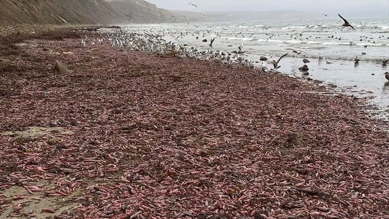 Invasión de "peces pene" en el sur del país.