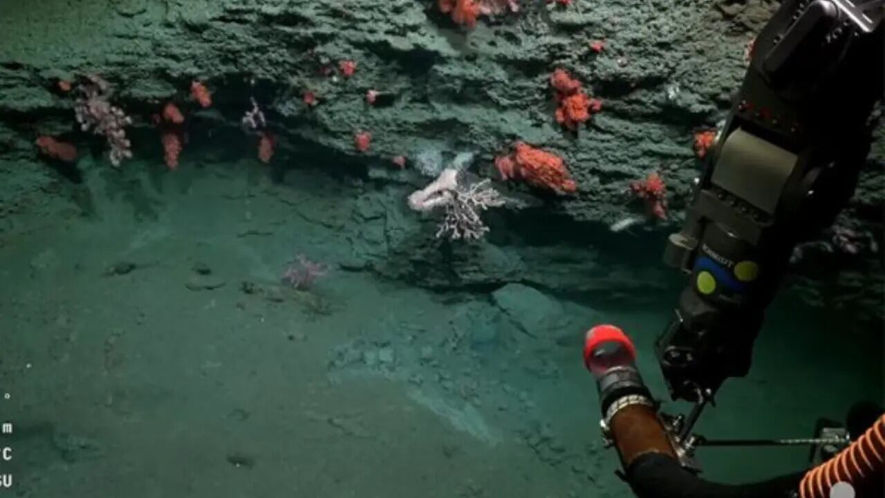 Investigación del Conicet en el cañón de Mar del Plata.