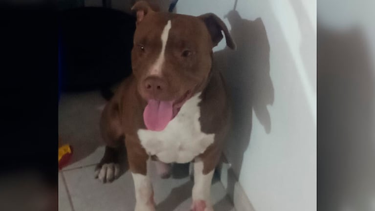 Investigan el ataque de un perro pitbull en la ciudad de Córdoba.