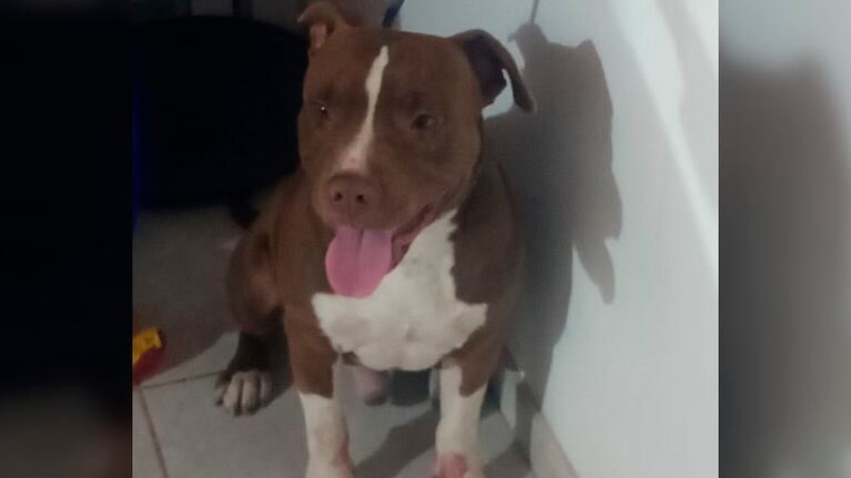Investigan el ataque de un perro pitbull en la ciudad de Córdoba.