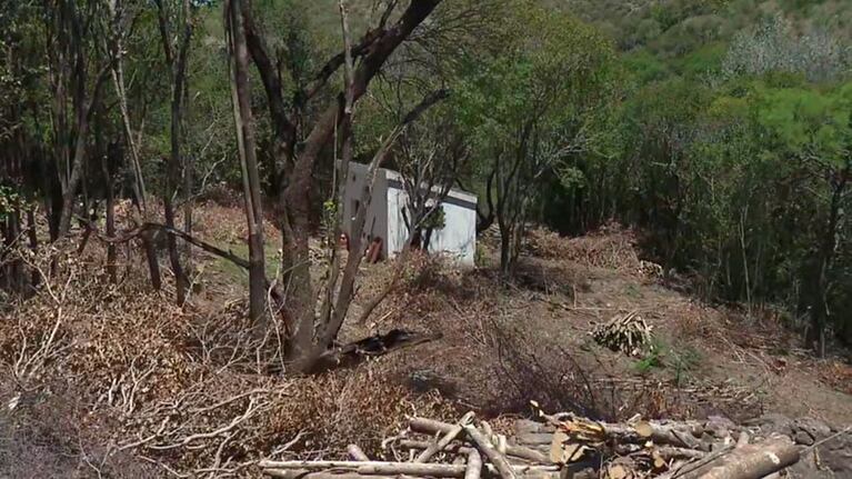 Investigan si el puma estaba en cautiverio.