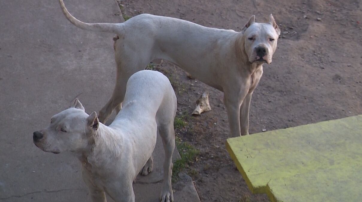 Investigan si una anciana murió tras el ataque de dos dogos en Córdoba.