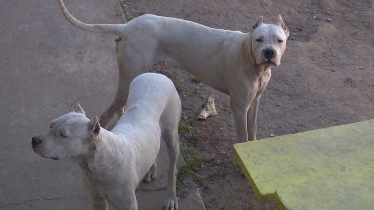 Investigan si una anciana murió tras el ataque de dos dogos en Córdoba.