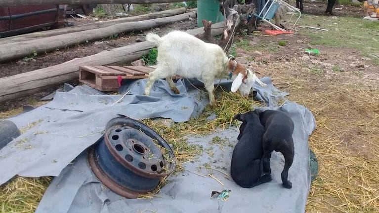 Investigan si una empresa de contenedores generó un basural a cielo abierto