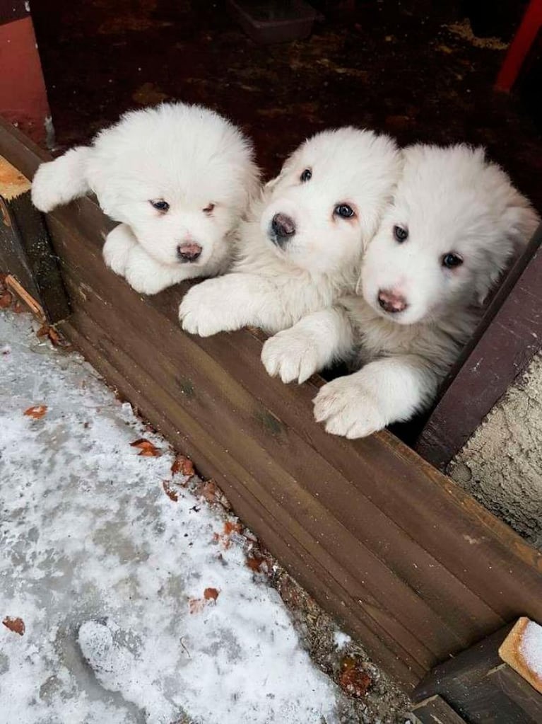 Italia: hallan a tres perros entre las ruinas del hotel tras el alud