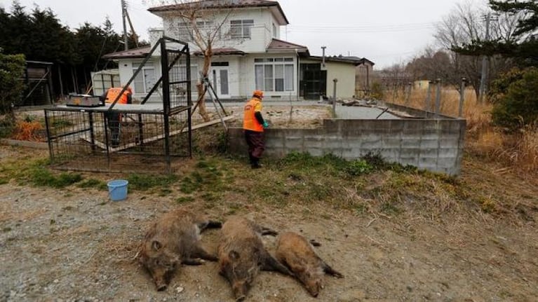 Jabalíes radiactivos de Fukushima invaden la ciudad